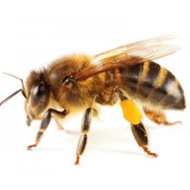 une abeille