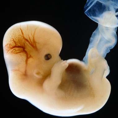 un embryon